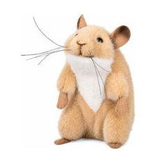 Kösener Hamster Berti sitzend