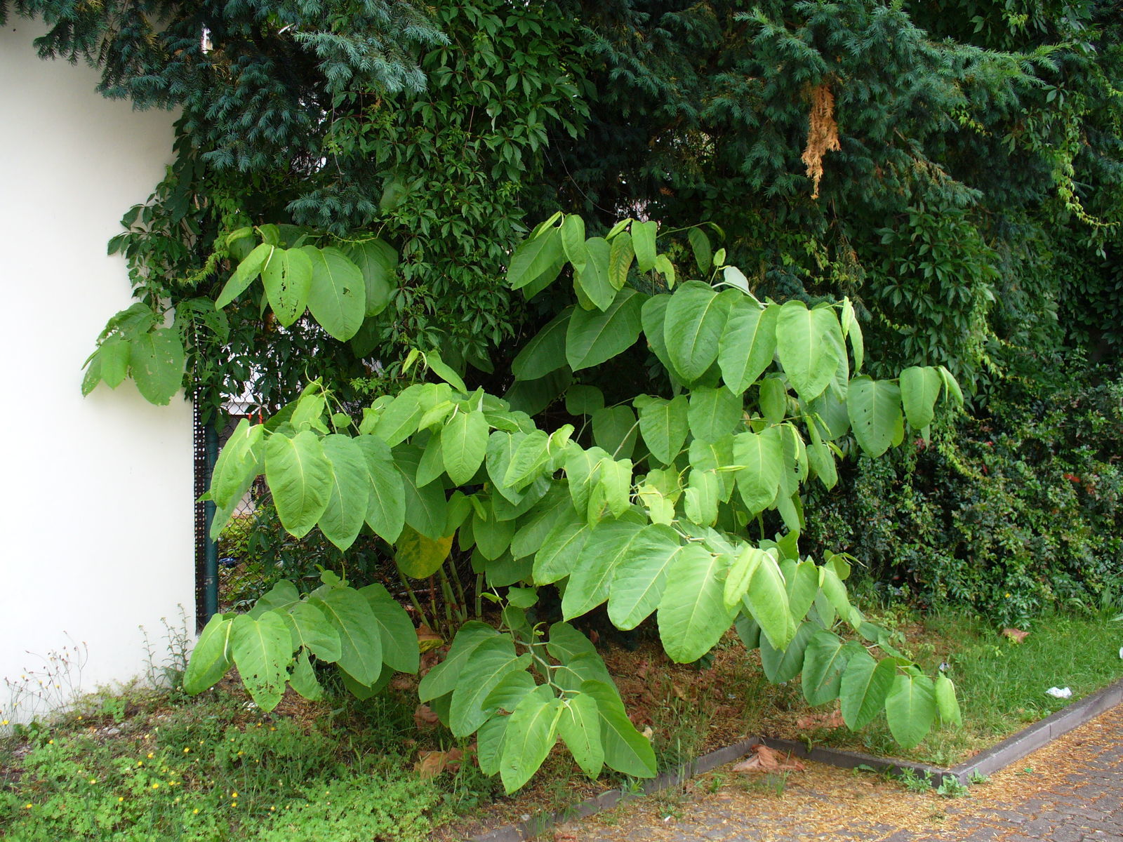 Wer hat ihn nicht schonmal gesehen, den bis zu drei Meter hoch wachsenden Sachalin-Knöterich