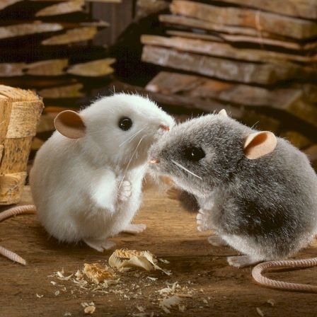 Plüschmäuse weiß und grau